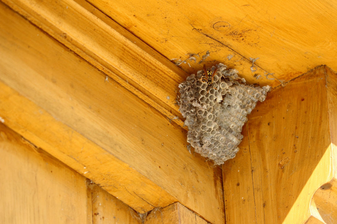 Cornerstone Pest and Termite Bee Hive