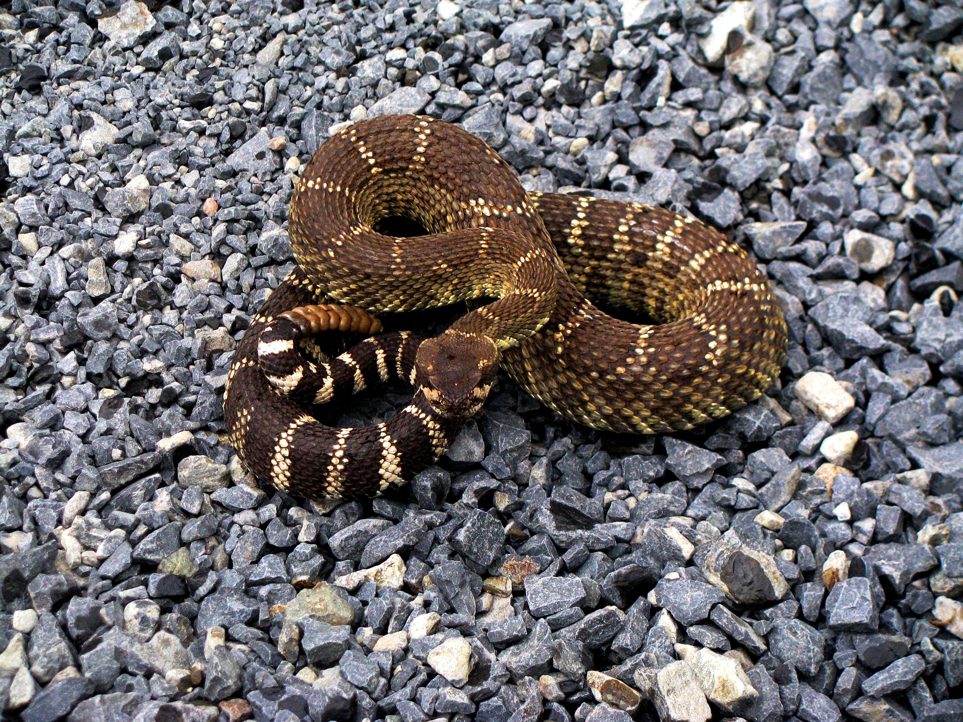 Cornerstone Pest and Termite Rattle Snake