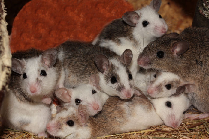 Cornerstone Pest and Termite Rodents