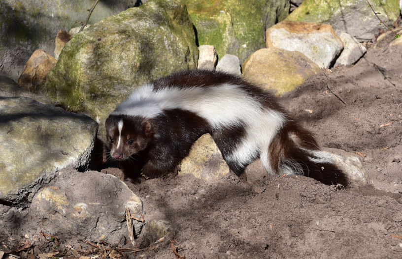 Cornerstone Pest and Termite Skunk