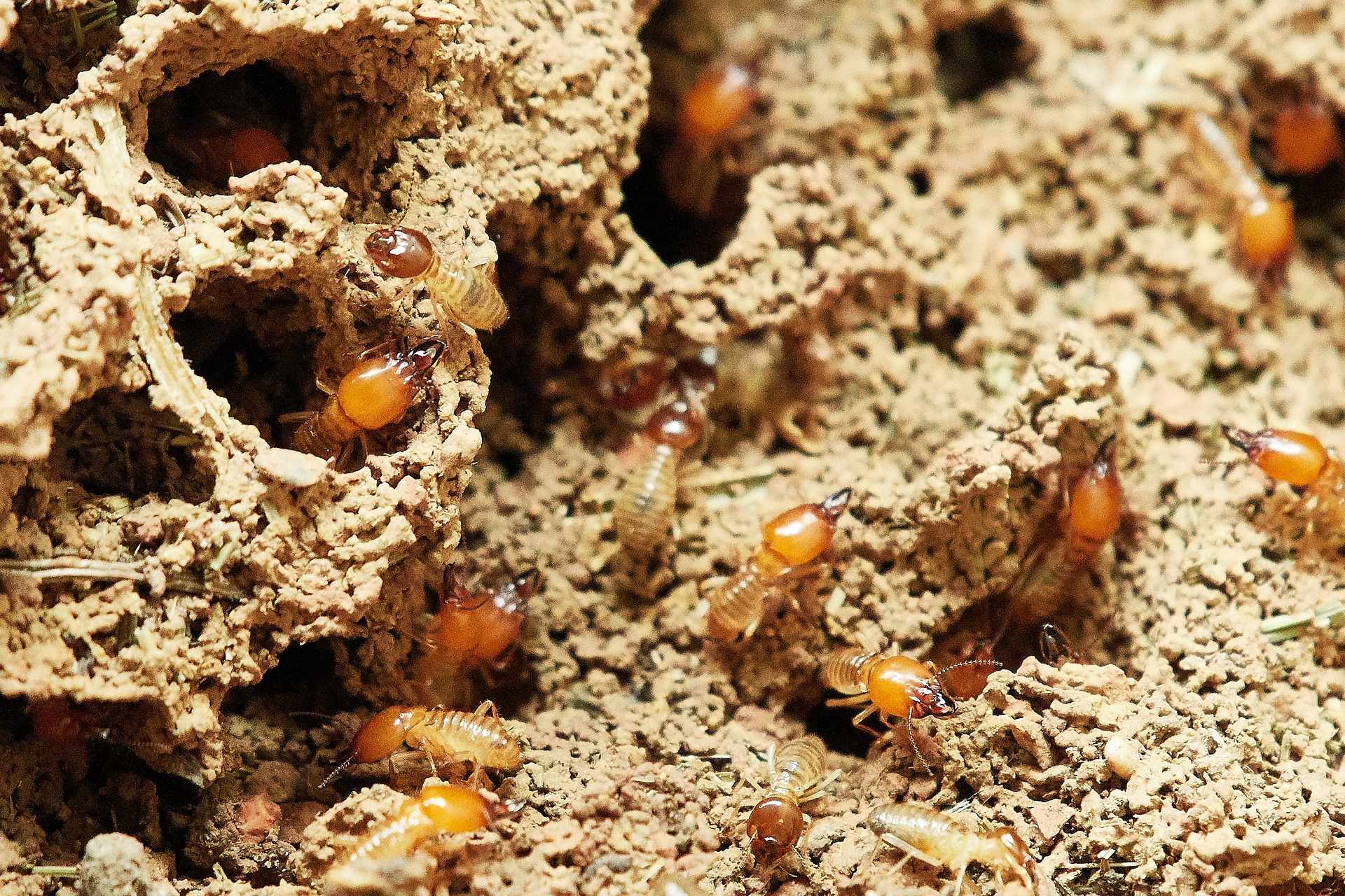 Cornerstone Pest and Termite Termites